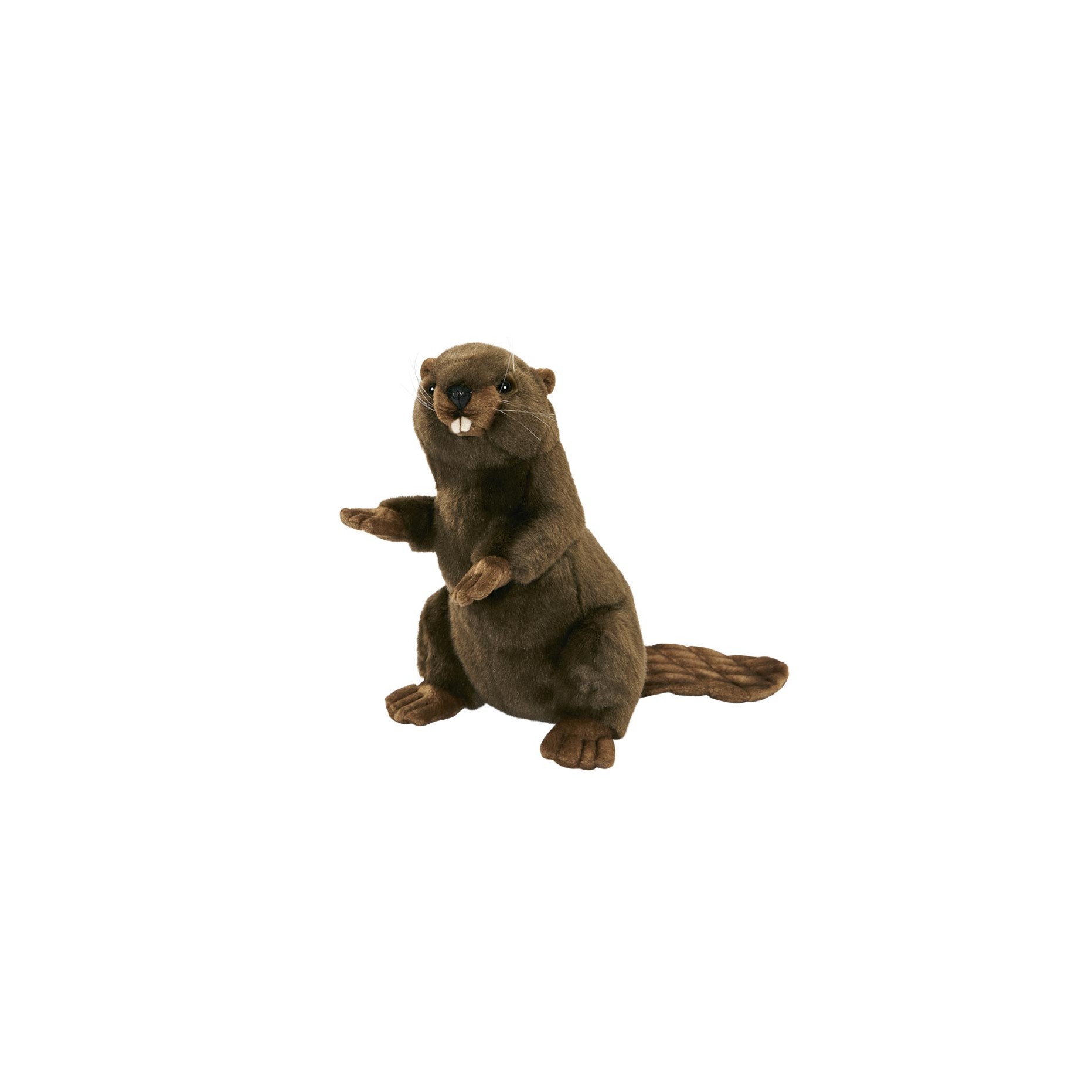 castor en peluche