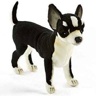 chihuahuas